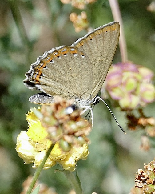 Spanish purple hairstreak